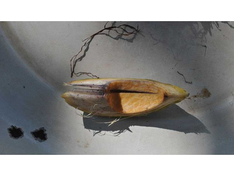 -pinang shell-open